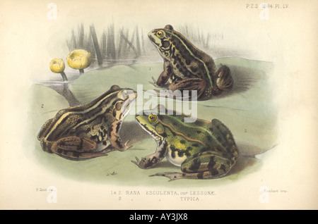 Rana esculenta edible frog Stock Photo