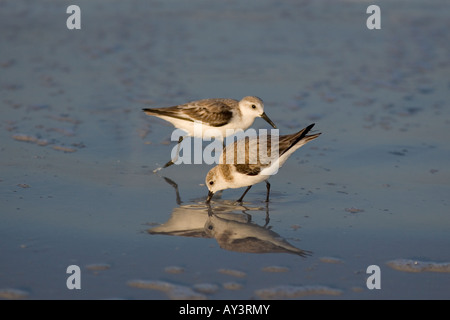 Sanderling Distribution A sanderling (Calidris alba), a common shore bird with nearly ...