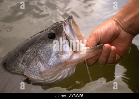 The black bass lure fishing hi-res stock photography and images - Alamy