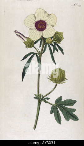 Plants Hibiscus Trionum Stock Photo