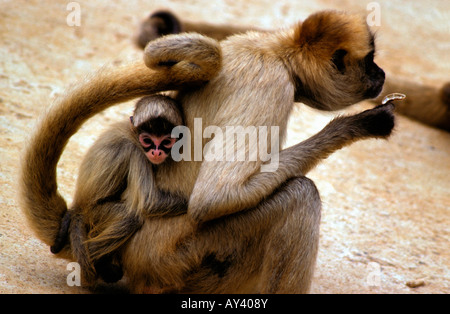 ATELE DE GEOFFROY ATELE A MAINS NOIRES ATELES GEOFFROYI GEOFFROY S SPIDER MONKEY BLACK HANDED SPIDER MONKEY ZWARTHANDSLINGERAAP Stock Photo