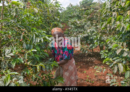 Africa Kenya Ruira MR Elderly woman picking Arabica coffee beans during harvest at Socfinafs Oakland Estates plantation Stock Photo