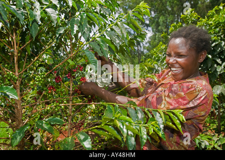 Africa Kenya Ruira MR Young woman picking Arabica coffee beans from tree during harvest at Oakland Estates plantation Stock Photo