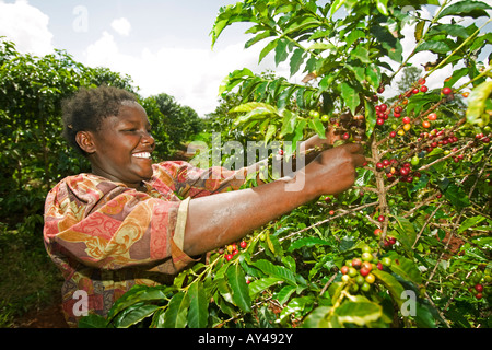 Africa Kenya Ruira MR Young woman picking Arabica coffee beans from tree during harvest at Oakland Estates plantation Stock Photo