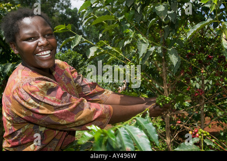 Africa Kenya Ruira MR Young woman picking Arabica coffee beans from tree during harvest at Oakland Estates plantation Stock Photo