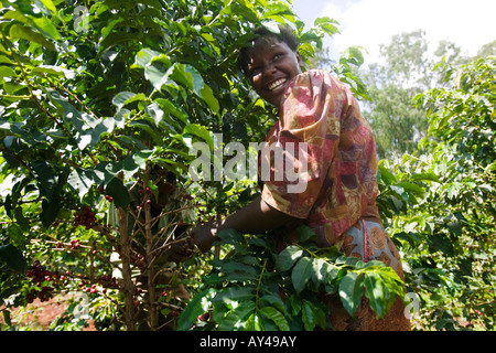 Africa Kenya Ruira MR Young woman laughs while picking Arabica coffee beans from tree during harvest at Oakland Estates plantati Stock Photo