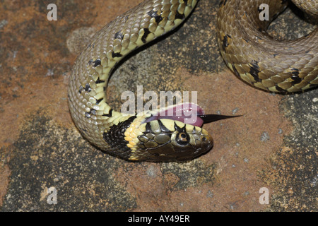 grass snake (Natrix natrix), feigning death, playing dead, Germany, Bavaria  Stock Photo - Alamy