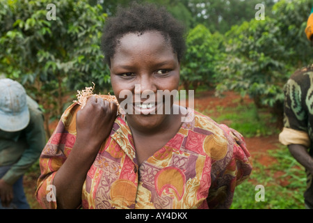 Africa Kenya Ruira MR Young woman working as coffee picker during harvest at Oakland Estates plantation Stock Photo