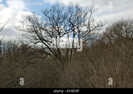 Oak crown above woodland in winter Stock Photo