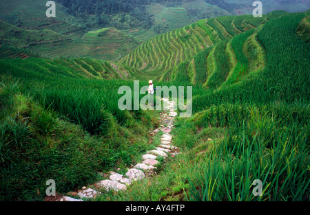 Aug 25, 2006 - The lesser known Jin Keng rice terraces near the the Dragon's Backbone in the Chinese province of Guangxi. Stock Photo