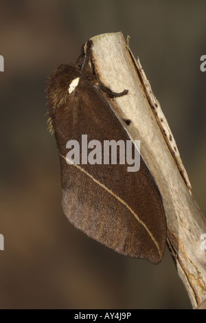 Bullseye moth - Automeris naranja Stock Photo - Alamy