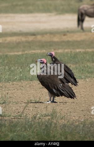 Two lappet-faced vultures standing on the ground in the Kalahari Stock Photo