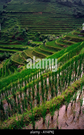 The lesser known Jin Keng rice terraces near the the Dragon's Backbone in the Chinese province of Guangxi. Stock Photo