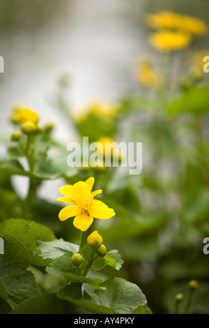 Typical meadow flowers Marsh Marigolds (Ranunculaceae) also known as Kingcups on the banks of a stream in Buckinghamshire Stock Photo