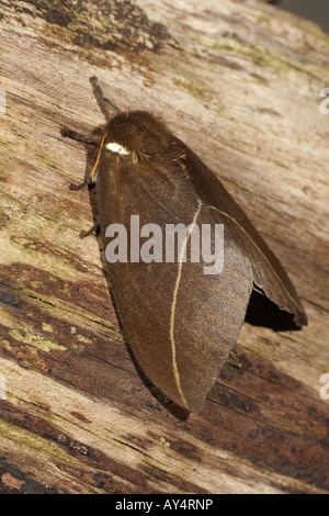 Bullseye moth - Automeris naranja Stock Photo - Alamy
