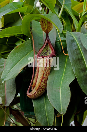 Pitcher Plant (Nepenthes maxima) Stock Photo