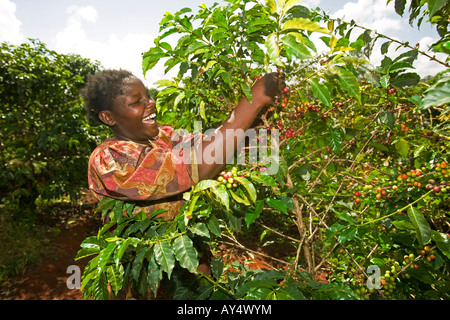 Africa Kenya Ruira MR Young woman picking Arabica coffee beans from tree during harvest at Oakland Estates plantation Stock Photo