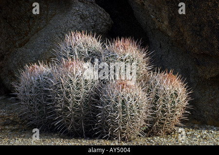 Cottontop cactus Echinocactus polycephalus Stock Photo