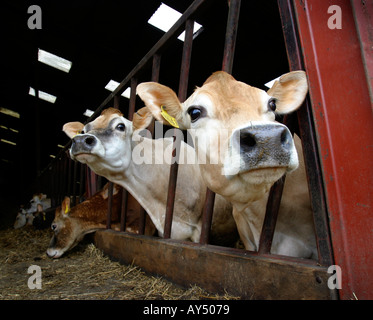 Jersey cows looking through a feed barrier on an organic farm in the UK Stock Photo