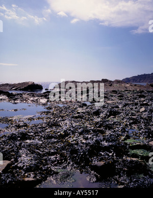 Seashore showing seaweeds and rock pools at low tide on the Isle of Purbeck Dorset Stock Photo