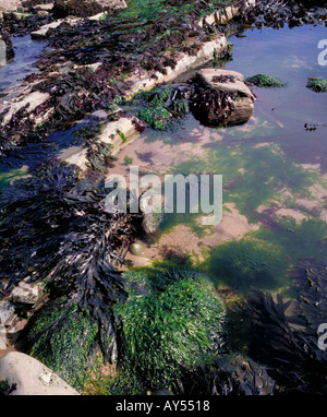 Seaside rock pools showing various forms of seaweeds at low tide on the Isle of Purbeck,  Dorset, Jurassic Coast Stock Photo
