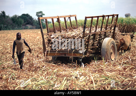 Dominican Republic Cibao Valley Sugar Cane Cutting Stock Photo