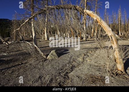 Dead and dying trees caused by natural emissions of carbon dioxide gas Horseshoe Lake Mammoth Mountain California USA Stock Photo