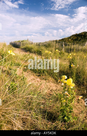 Morning Primroses on the beach Stock Photo