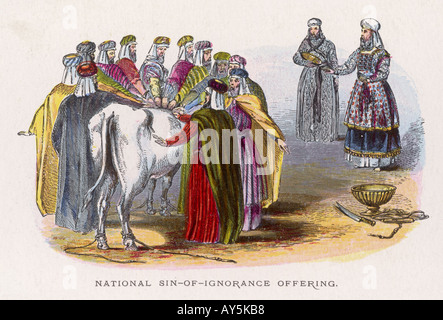 ignorance sin offered ritually cow offering national where alamy slaughtered