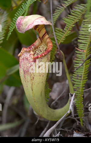 Carnivorous pitcher plant, Borneo, South East Asia Stock Photo