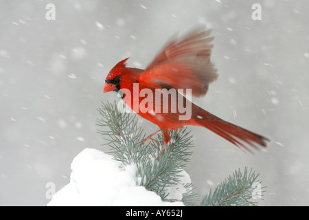 Northern Cardinal Perched on Snow Covered Spruce Stock Photo