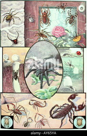 Assorted spiders and scorpions. Antique illustration. 1928 Stock Photo