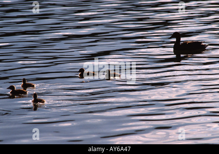 Mother duck and ducklings Stock Photo