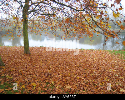 London plane by riverside Stock Photo