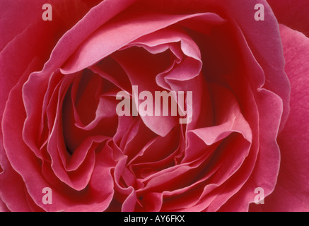 pink rose blossom close up Stock Photo