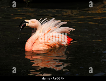 Courting Chilean Flamingo Phoenicopterus chilensis Stock Photo
