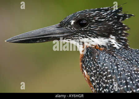 Giant kingfisher Megaceryle maximus Stock Photo