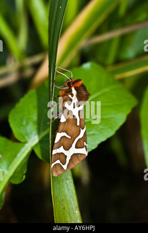 Garden tiger moth Arctia caja resting on a leaf Stock Photo