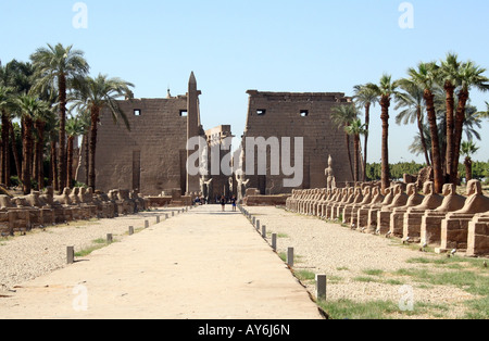 Luxor Temple [Luxor, Egypt, Arab States, Africa].                                                                              . Stock Photo