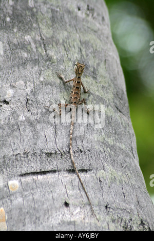 Lizard on Tree Trunk [Bandos Island, Kaafu Atoll, Maldives, Asia].                                                             . Stock Photo