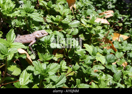 Lizard in Undergrowth [Bandos Island, Kaafu Atoll, Maldives, Asia].                                                            . Stock Photo