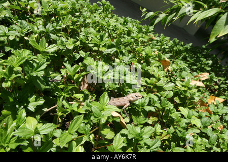 Lizard in Undergrowth [Bandos Island, Kaafu Atoll, Maldives, Asia].                                                            . Stock Photo