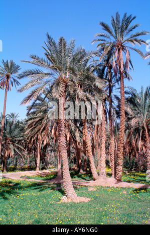 Tunisia The South Chott el Jerid Region Montain Oasis Tozeur Region Mides Oasis Stock Photo