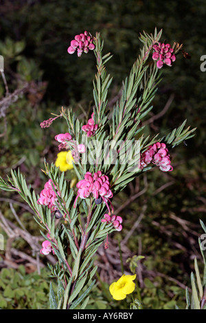 Rosemary Grevillea-Grevillea rosmarinifolia-Family Proteaceae Stock Photo