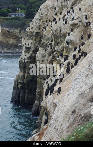 Double crested cormorants roosting on a cliff overlooking the Pacific Ocean in La Jolla, California. Stock Photo