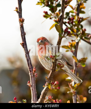 A male House Finch, Haemorhous mexicanus, perches in budding tree in the spring. Oklahoma, USA Stock Photo