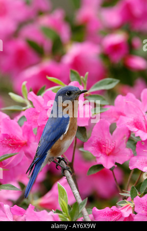 Eastern Bluebird Perched on Azalea Blossoms - Vertical Stock Photo