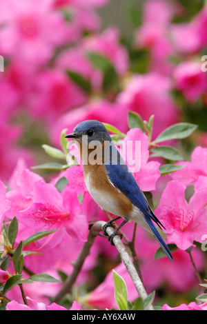 Eastern Bluebird Perched on Azalea Blossoms - Vertical Stock Photo