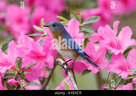 Eastern Bluebird Perched on Azalea Blossoms Stock Photo