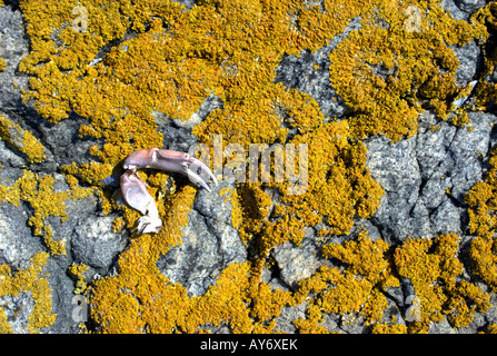 A crab claw has been left by seagulls on lichen-covered granite of a small island, Bohuslan, Sweden Stock Photo